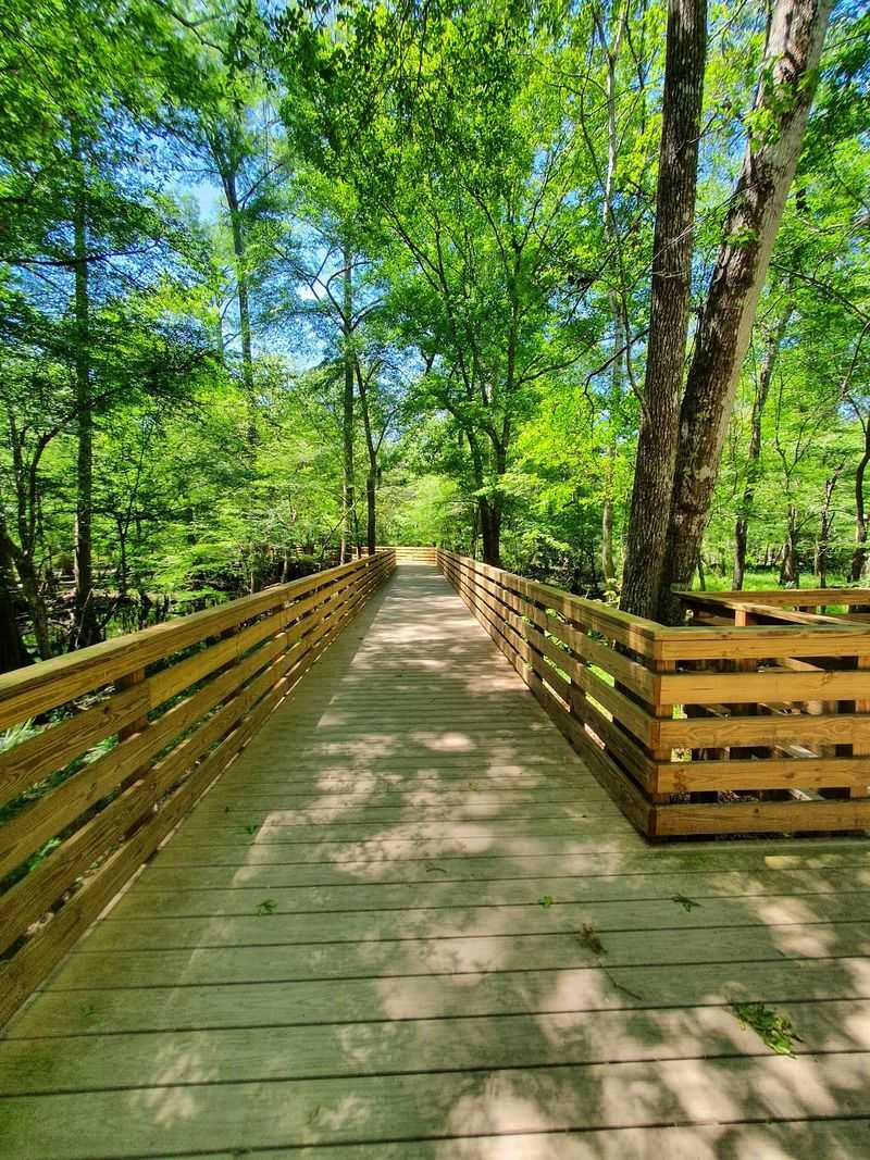 The Boardwalk Through the Trees The Boardwalk Through the Trees