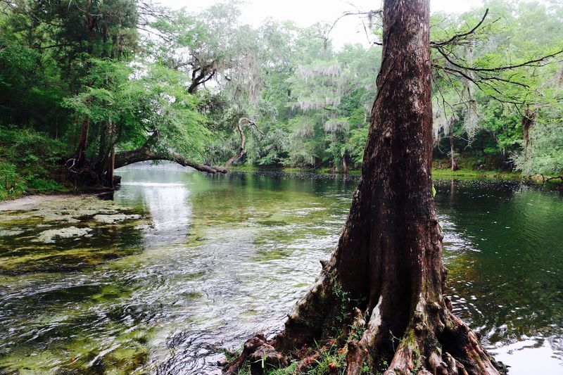 The Rope Swing Everyone Talks About The Rope Swing Everyone Talks About