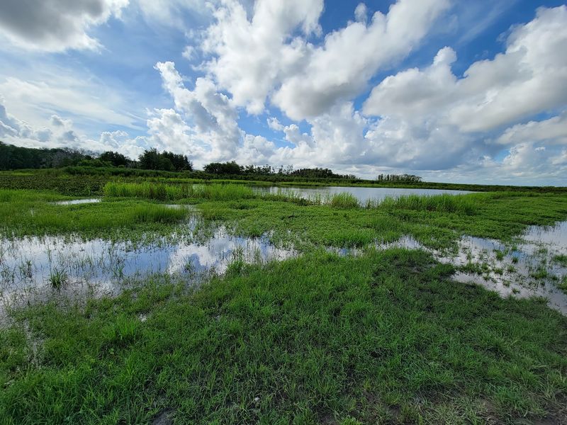 The Story Behind Paynes Prairie