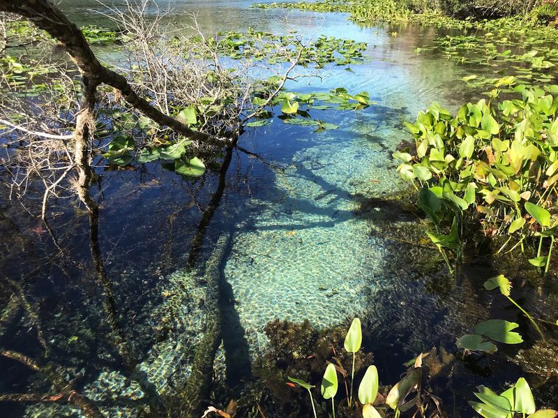 The Story Behind the Oldest Forest East of the Mississippi