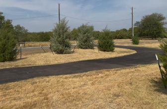 Tips for New Tree Establishment | Fort Worth, Texas