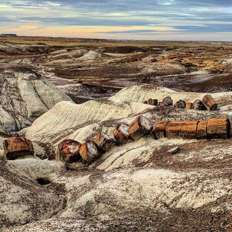 Where Ancient Logs Meet The High Desert