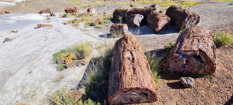 Why This Stone Forest Earns The Drive