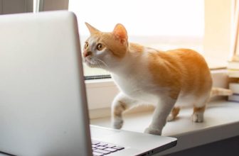 Free Digital Upgrades for NYC Animal Rescues — Catster