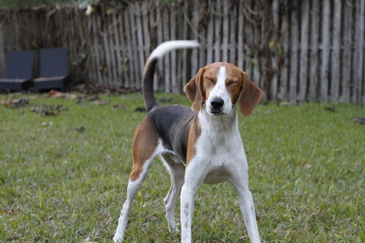 American Foxhound displaying endurance, determination, and powerful natural scent tracking instincts.