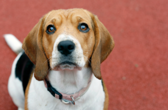 The Benefits of Fostering to Adopt a Dog