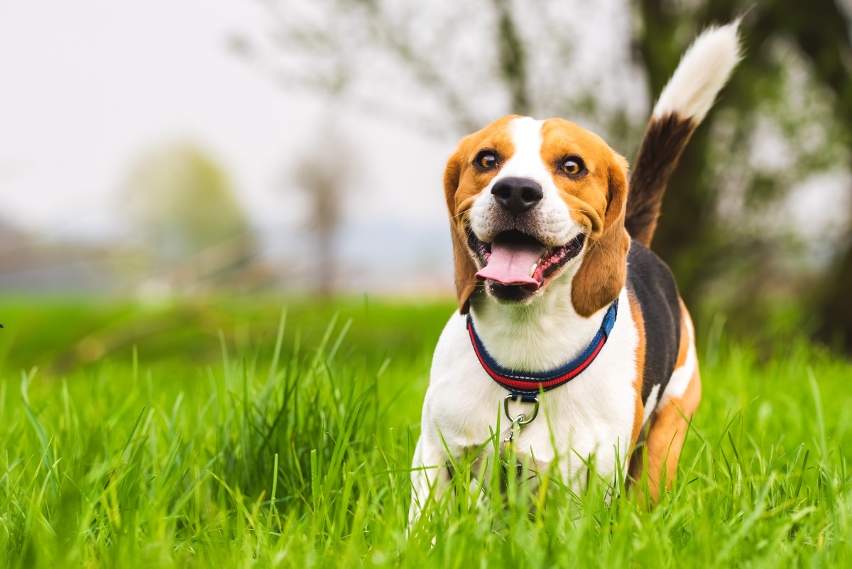 Beagle with floppy ears and a sweet, gentle expression looking at the camera.