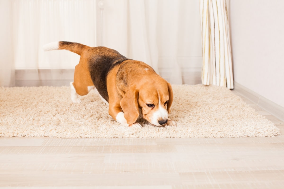 Beagle eagerly following fascinating scents with natural curiosity and determination.