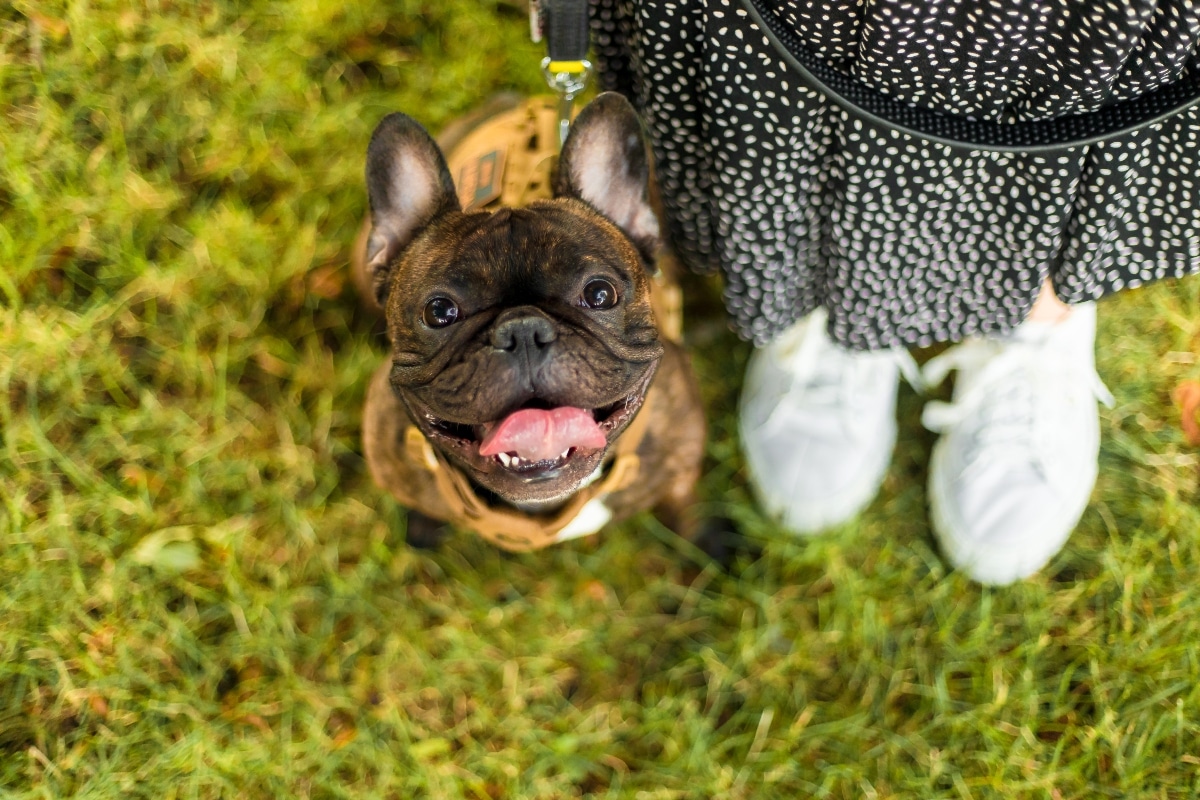 French Bulldog showing a charming expression full of sweetness and playful personality.