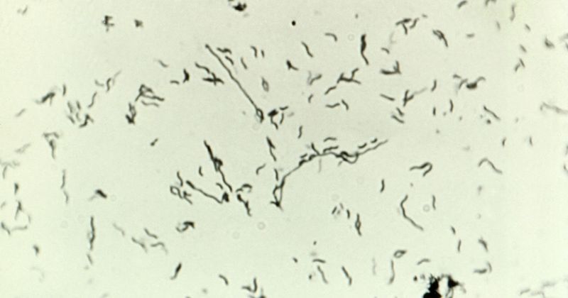 Campylobacter_jejuni_CDC_1200x630