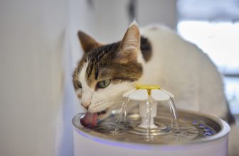 When a Cat Becomes a Water Fountain – Why Cats Vomit After Drinking — Catster
