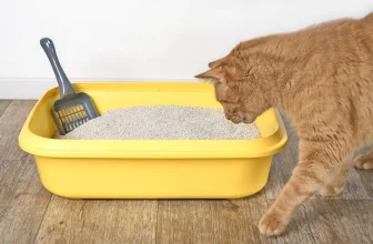 Scientists discover a hidden “ID card” in cat urine