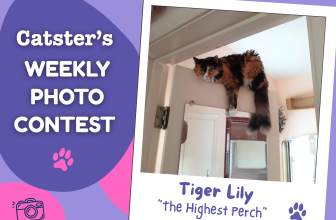 The Highest Perch (September 14, 2026) — Catster