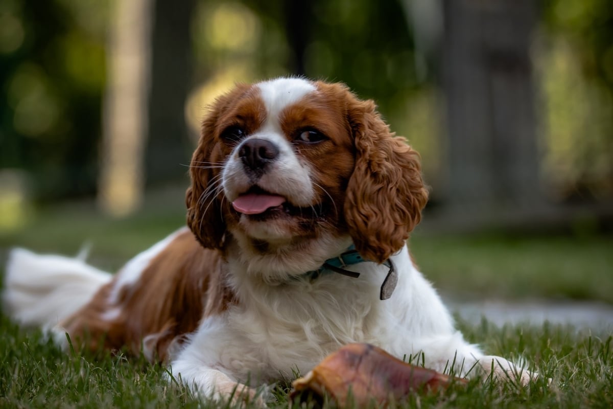 Cavalier King Charles Spaniel displaying a gentle expression filled with irresistible sweetness.
