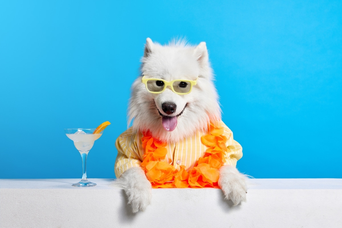 Samoyed displaying a cheerful expression filled with warmth and irresistible sweetness.