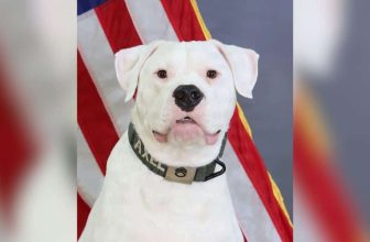 Puppy Surrendered for Being Deaf Grows Up to Serve With the National Guard