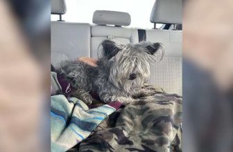 Dog Vanishes Without a Trace Until His Family Gets a Call 4 Years Later