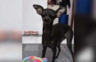 She Steals Your Socks and Then Flashes the Kind of Smile You Can’t Stay Mad At