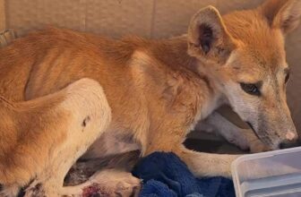 Terrified Dingo Puppy With a Broken Leg Was Surviving on Bugs and Scraps