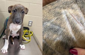 Rescuers Find Puppy Wandering Alone With His Name Shaved Into His Fur