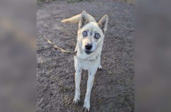 Couple Swore They Wouldn’t Get Another Dog Until a Blind Husky Changed Everything