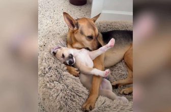 His Family Adopted a Puppy, but This Rescue Dog Is Pretty Sure It’s His Baby