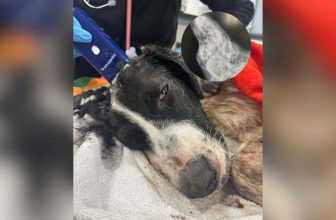 Frightened Young Dog Found in Culvert Finally Has People She Can Trust