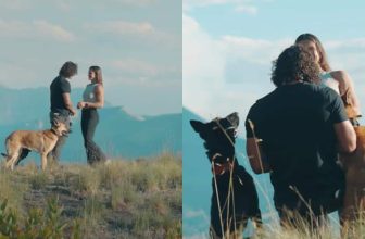Man Secretly Trains His Dogs for 8 Months for One Very Special Moment