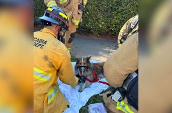 Sheltie Reunites With Firefighter Who Refused to Stop Looking for Him