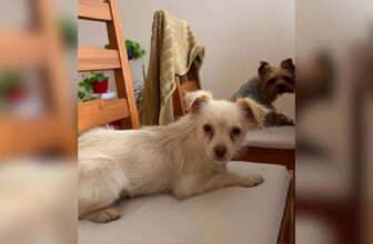 Dog Stole Eggs to Survive in a War Zone, Now She’ll Never Go Hungry Again
