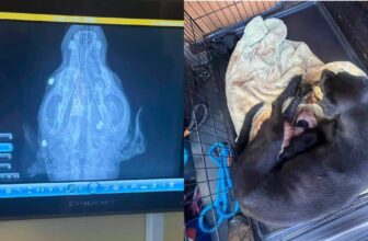 Mama Dog Found Shot in the Face Used Last of Her Strength to Nurse Newborn Puppies