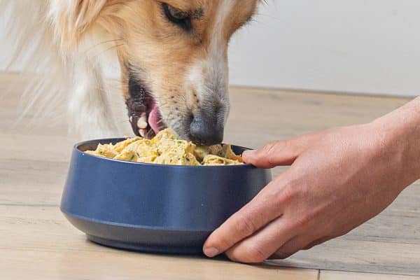 Golden retriever eating meal clusters from a blue bowl held by a person’s hand
