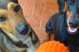 10 Things to Do When Bringing Home a New Dog