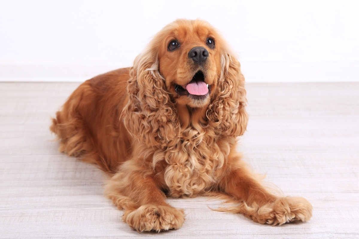 English Cocker Spaniel displaying soulful sweetness and a warmly affectionate expression.