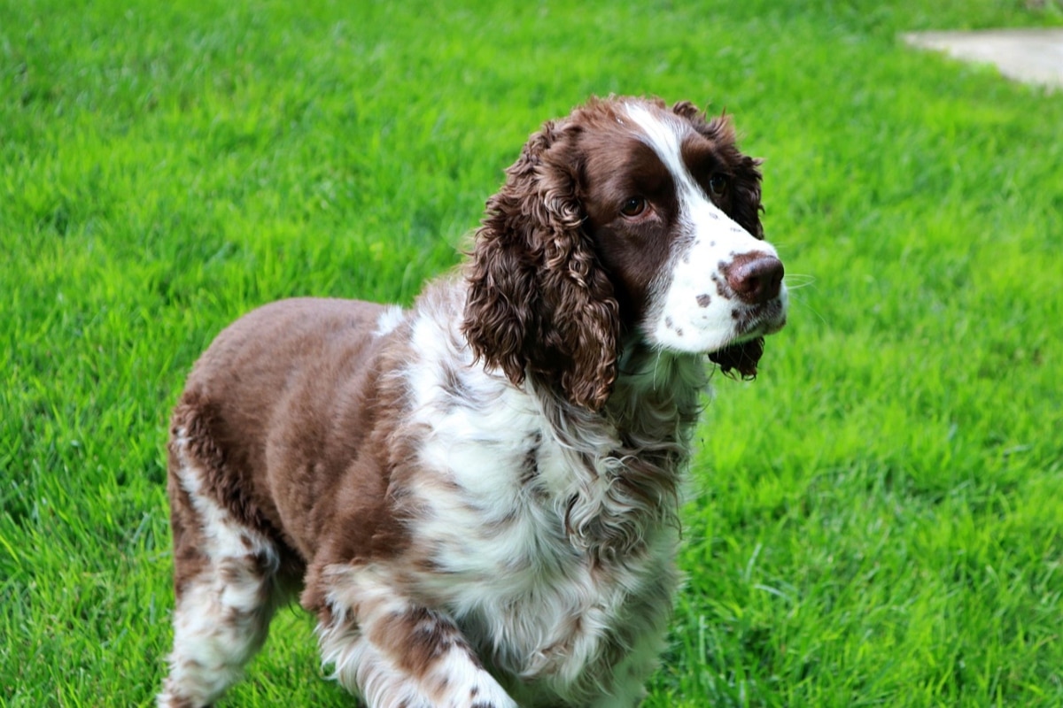 English Springer Spaniel enthusiastically using its nose with focused working determination.