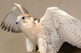 Inside Abu Dhabi Falcon Hospital: Meet the desert wings of the UAE