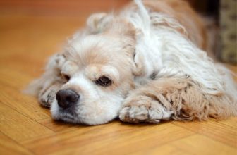 Hidden Signs of a Dog in Pain That Are Easy to Miss