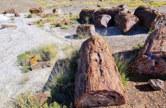You Can Walk Beneath A Petrified Forest Of 200-Million-Year-Old Logs Near Holbrook, Arizona