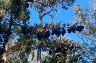 Thousands of Monarch Butterflies Are About to Blanket This Pacific Grove Sanctuary for Winter