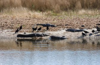 You Can Watch Wild Alligators Gather by the Hundreds at This Free Preserve Near Gainesville
