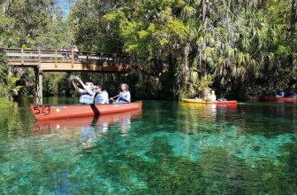 Wild Rhesus Monkeys Swim Past Your Boat at Silver Springs State Park in Silver Springs, Florida
