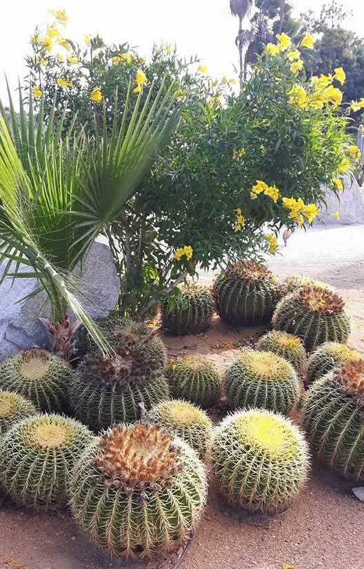 The gardens in Los Cabos are very well kept and are mainly full of cacti's