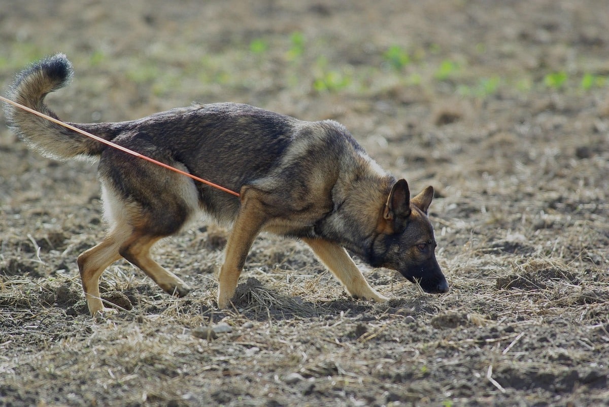 German Shepherd demonstrating intelligent focus and powerful scent detection instincts.