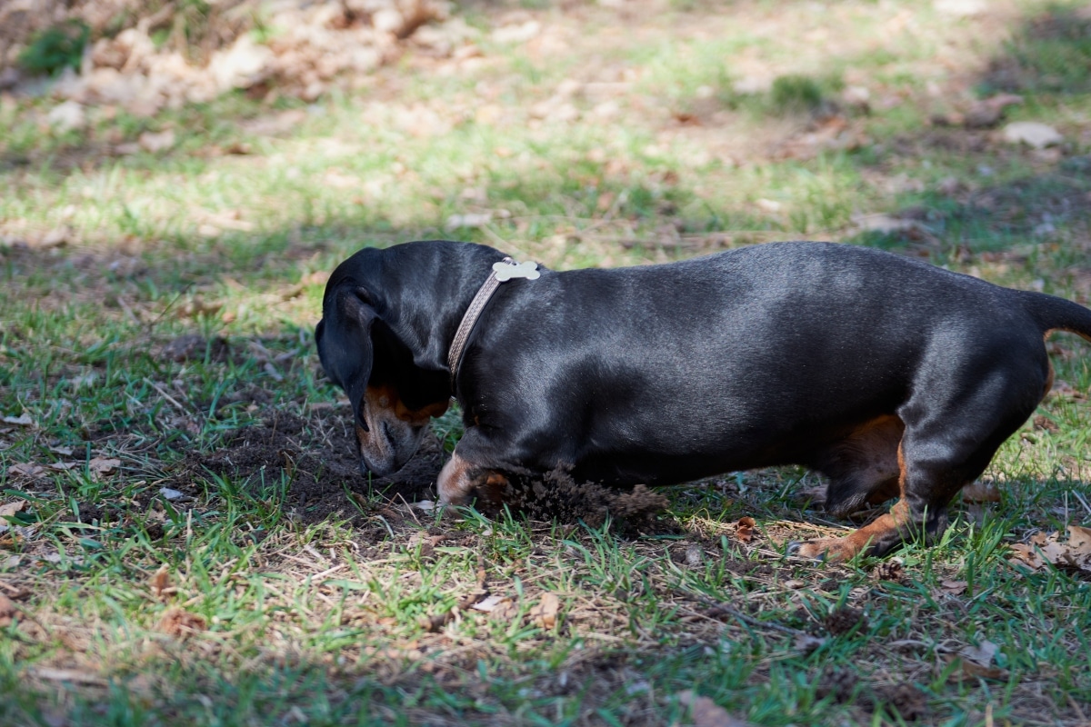 Dachshund eagerly investigating scents with fearless curiosity and determined hunting instincts.