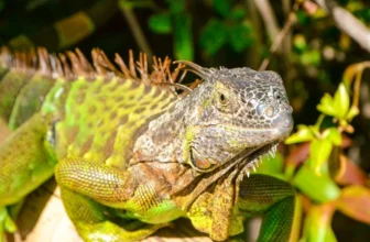 Wild Iguana Warning Signs Florida Homeowners Can’t Ignore