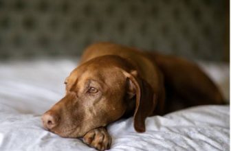 Making Your Move Pet-Safe And Stress-Free