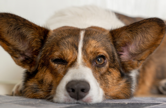 Is Lazy the New Normal? — Frank Sonnenberg Online