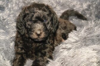 Best Dog Beds for Labradoodles