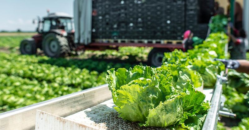 Lettuce Farm Adobe Stock