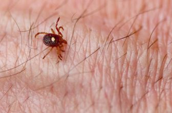 How to Get Rid of Lone Star Ticks in Your Yard